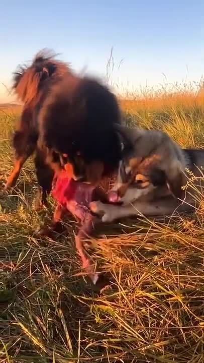 Aggressive Rottweiler Puppy