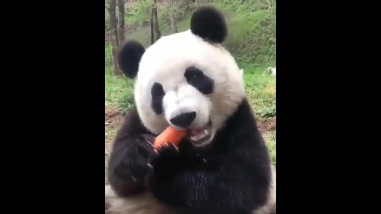 Panda having fun and fails