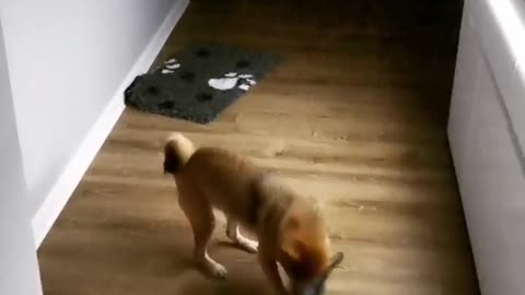 The craziest Shiba Inu Ever