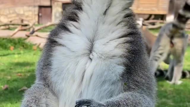 Ring-tailed lemur