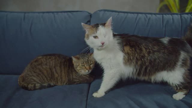 Socialization between two diverse cats adopted from animal shelter in new home