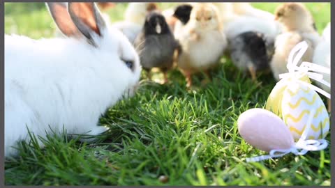 Chick in the farm cute
