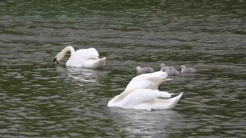 Swans in the lake with swan children swimming