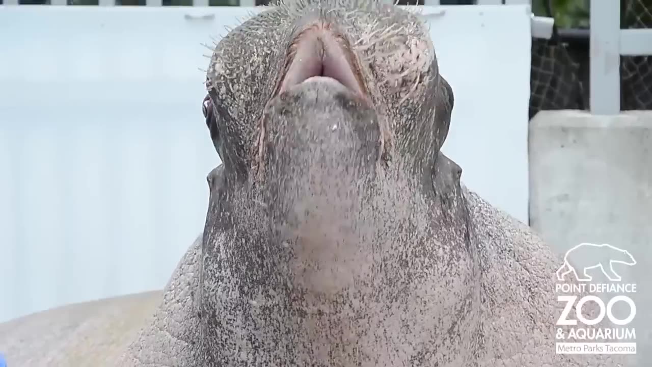 Boogie Vs. Walrus remix bros