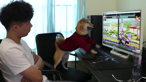 A dog playing a game