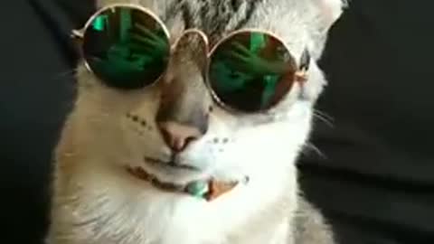 Coolest Cat Mr.cat