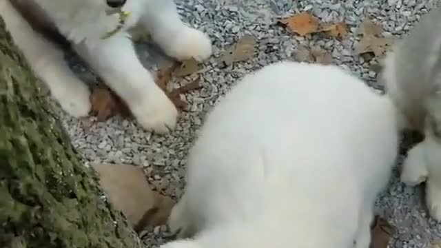 Cute group of puppies playing, look happy