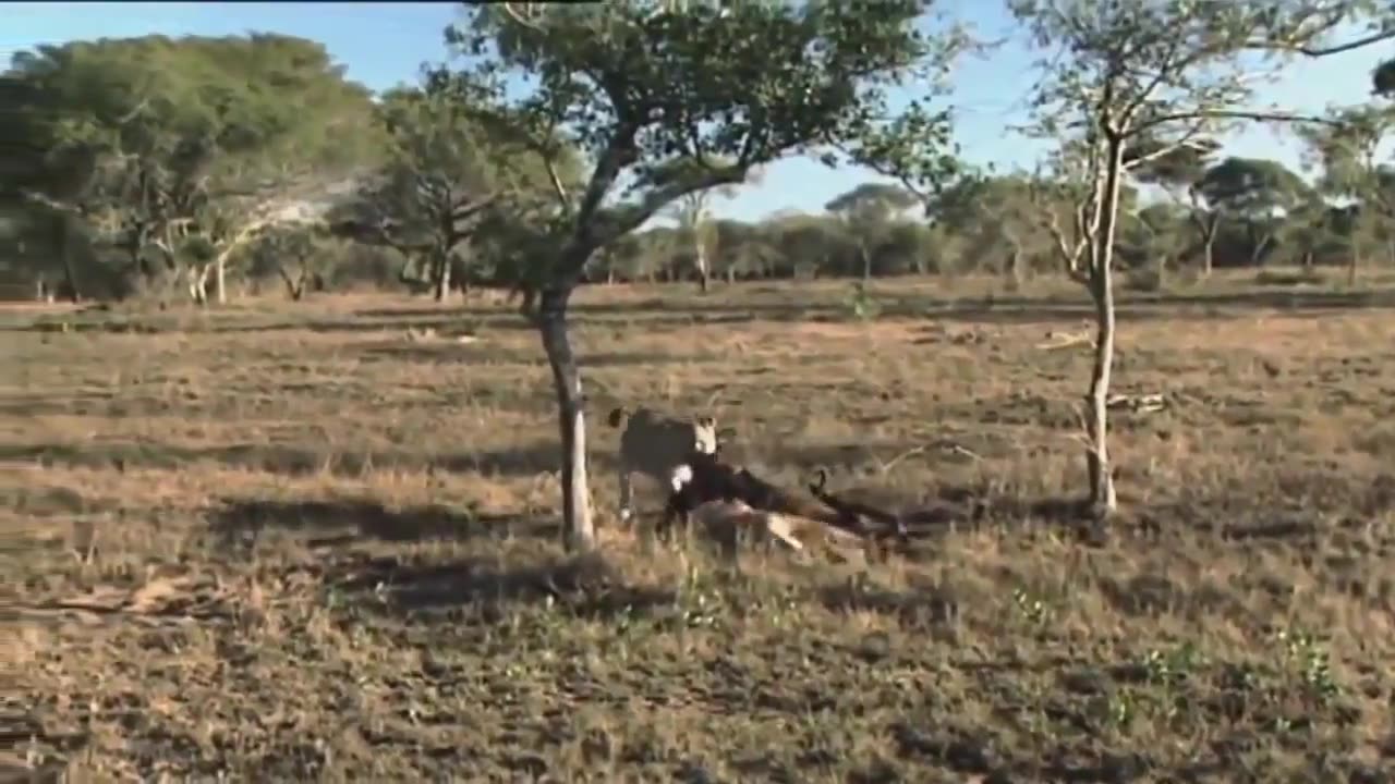 African Lions | National Geographic Documentary