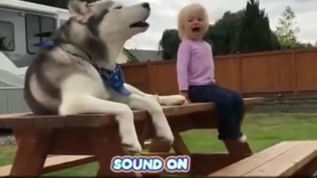 Funny Huskies Tiktok Compilation