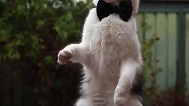 my dear master is training me, oh I must be a very smart cat