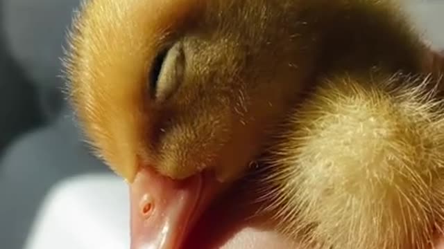 Baby duck believed on human and got to sweet sleep!!!!!!!!so lovely!!!!