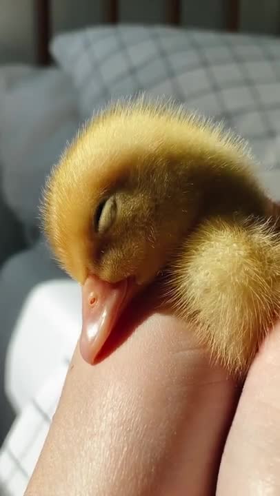 Baby duck believed on human and got to sweet sleep!!!!!!!!so lovely!!!!