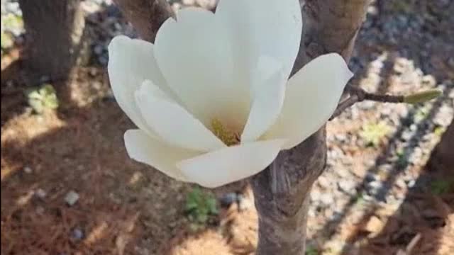 The nobility "magnolia blossom"