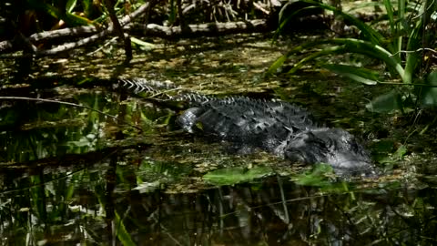 Crocodile perched in swamp