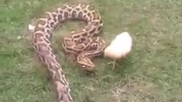 CHICKEN VS SNAKE