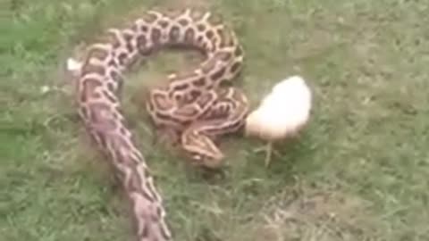 CHICKEN VS SNAKE