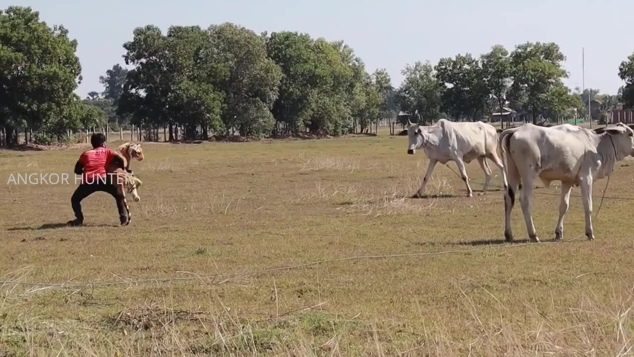 Big Fake Tiger VPrank Dog Must Watch Funny Video Will Make You Lough 2021