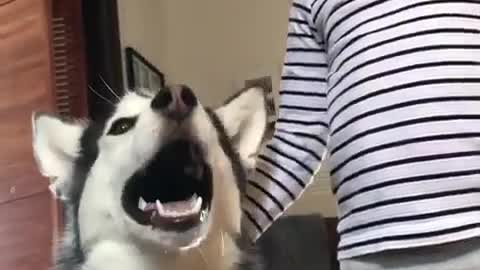 Husky's scream