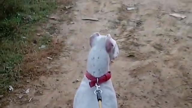 Dogoargentino dog