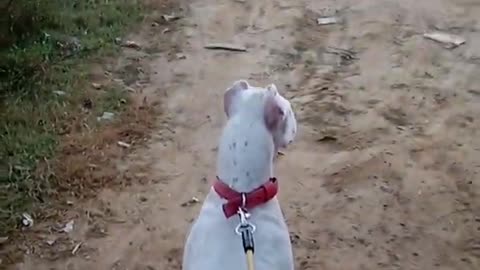 Dogoargentino dog