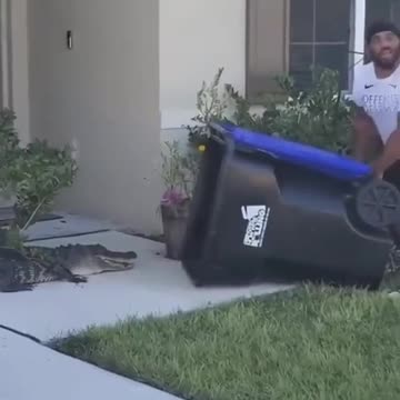 Alligator in Morning