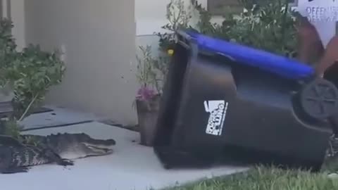 Alligator in Morning