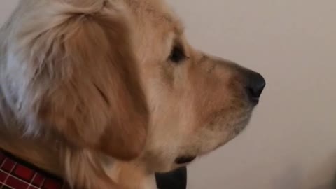 Golden retriever on couch watching star wars on tv