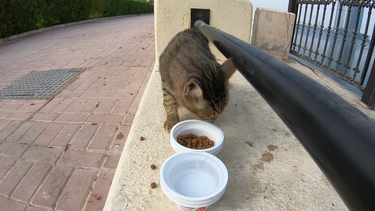 MICHAEL JACKSON - Homeless cat in Ras Al Khaimah, UAE #cat #cats #MichaelJackson #emirates #ae #UAE