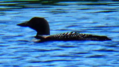 Loon