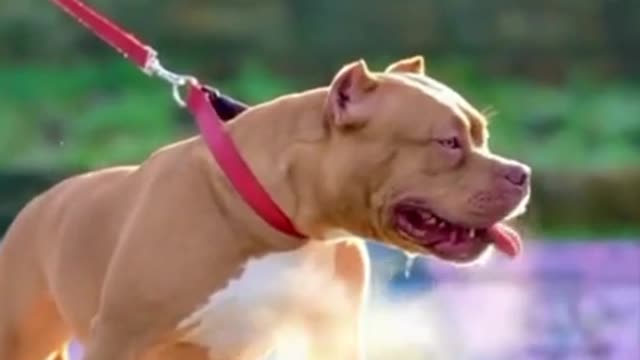Dangerous American bitbull dog should not keep this dog at home