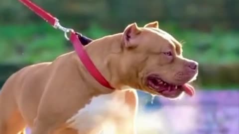 Dangerous American bitbull dog should not keep this dog at home