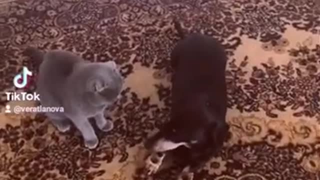 Angry Cat Fighting With Dog