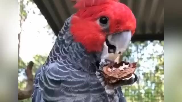 OUT DOOR kingdom Beautiful Parrot Talking