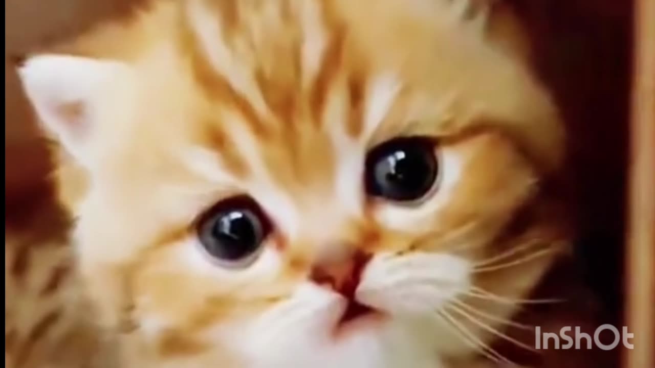 Cute Cat 🐱