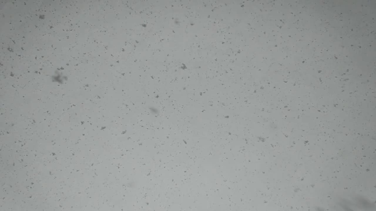 falling snowflakes in slow mo