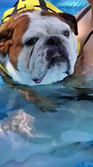 Bulldog thinks she's swimming