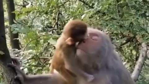 Very cute monkey 🐒🐵