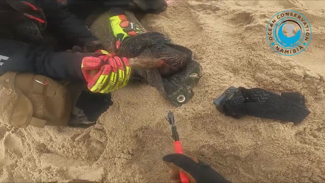 Captain Hook Rescued - 45min Seal Rescue.