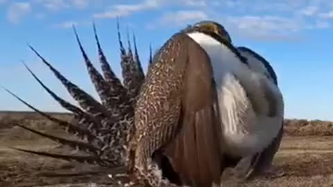 Just amazing bird
