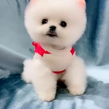 Watch this pet dog shakes its head