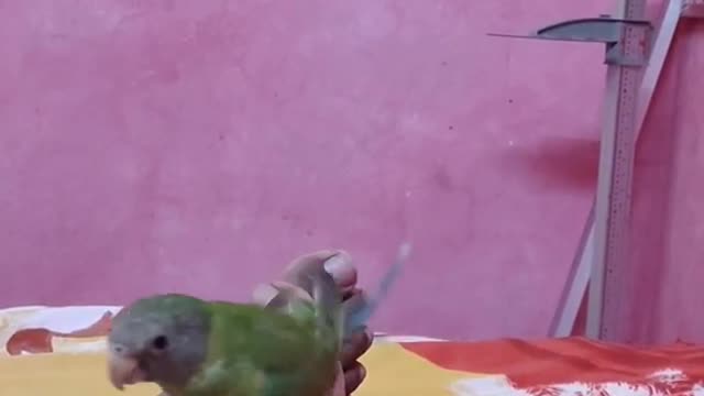 My Cute 🥰 Parrot