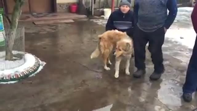 Un perro protege a su compañera lastimada antes de que un tren los pasara por encima - PARTE 3