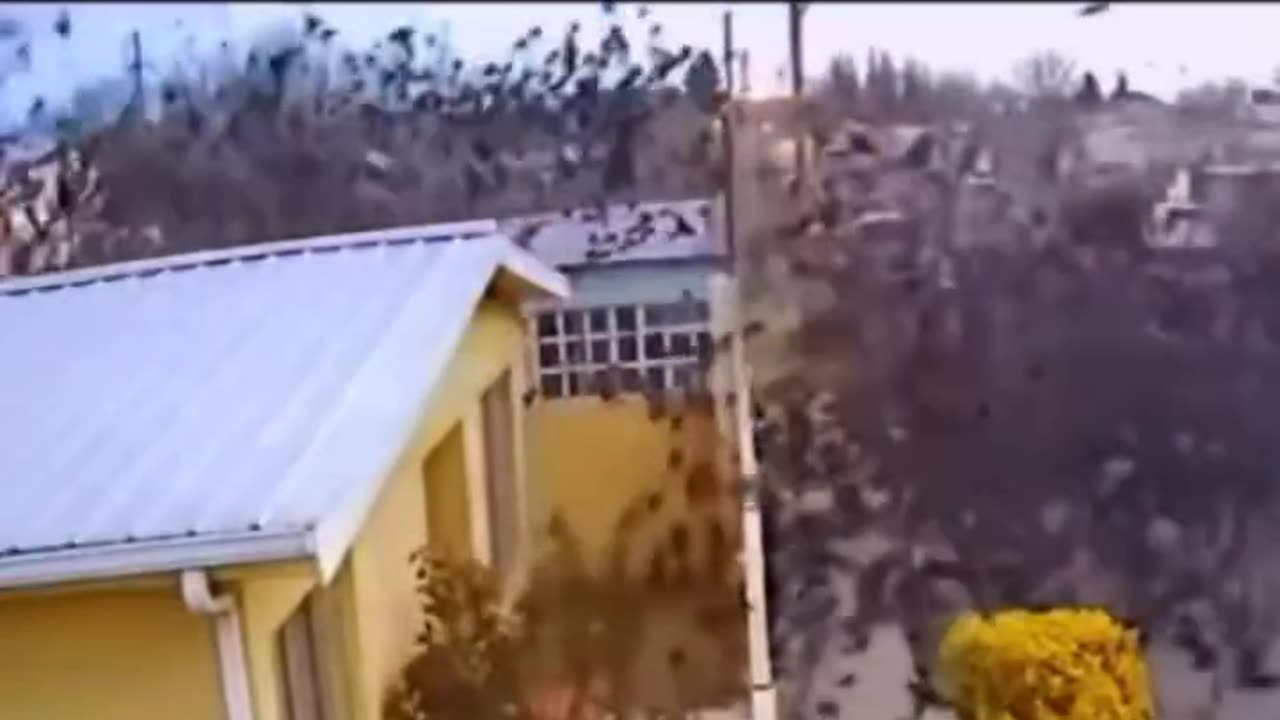 incredible how birds fall from the sky