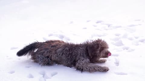 Watch How This Beautiful Little Puppy enjoys Playing On The Ice - Joyful Moments!