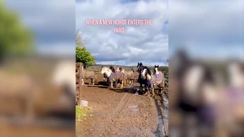 04.Best Funny Animal Videos Of The 2022 🤣 - Funny Wild And Farm Animals Videos 🐴🦍