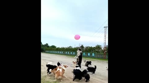 Doggy,s 🐶 funny video