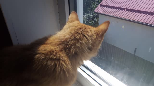 RED CAT TRIES TO CATCH INSECTS THROUGH THE WINDOW