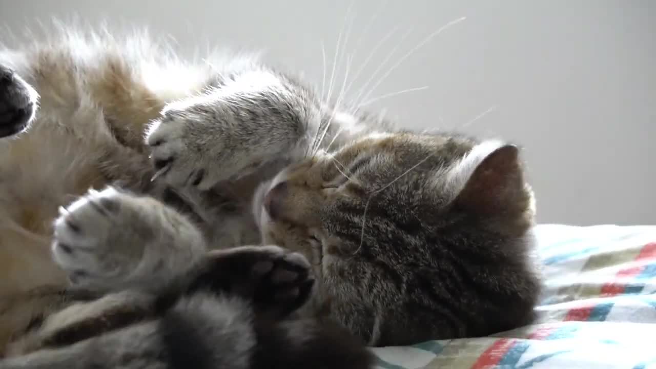 New - Cute cat purrs