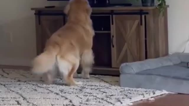 Cutest & Funniest Golden Retriever