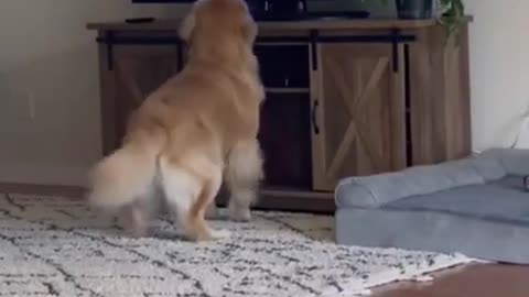 Cutest & Funniest Golden Retriever